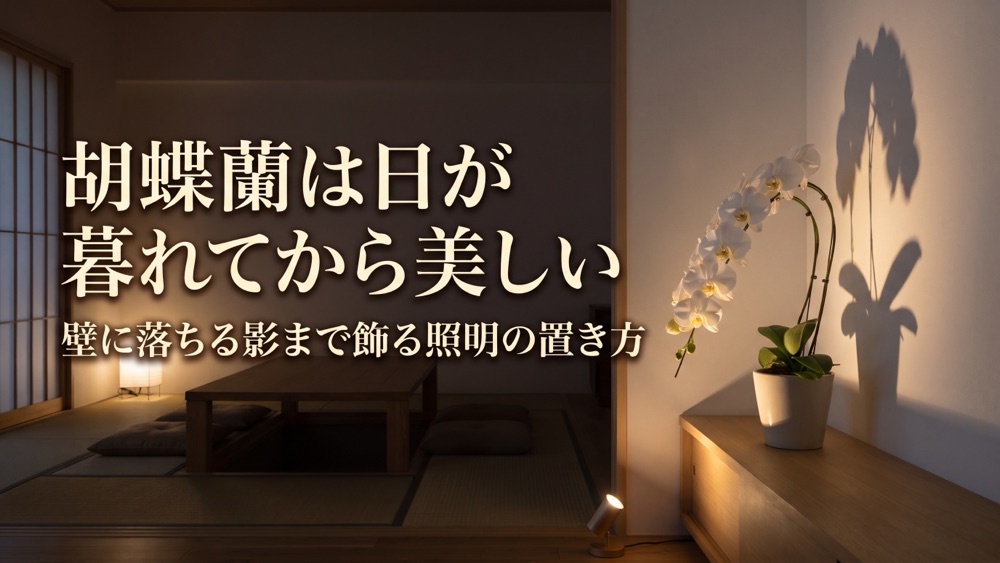 胡蝶蘭は日が暮れてから美しい。壁に落ちる影まで飾る照明の置き方